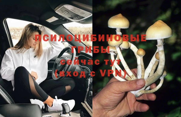 стаф Корсаков